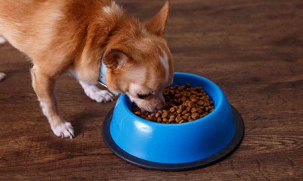 寵物糧進口清關代理 寵物糧進口清關代理